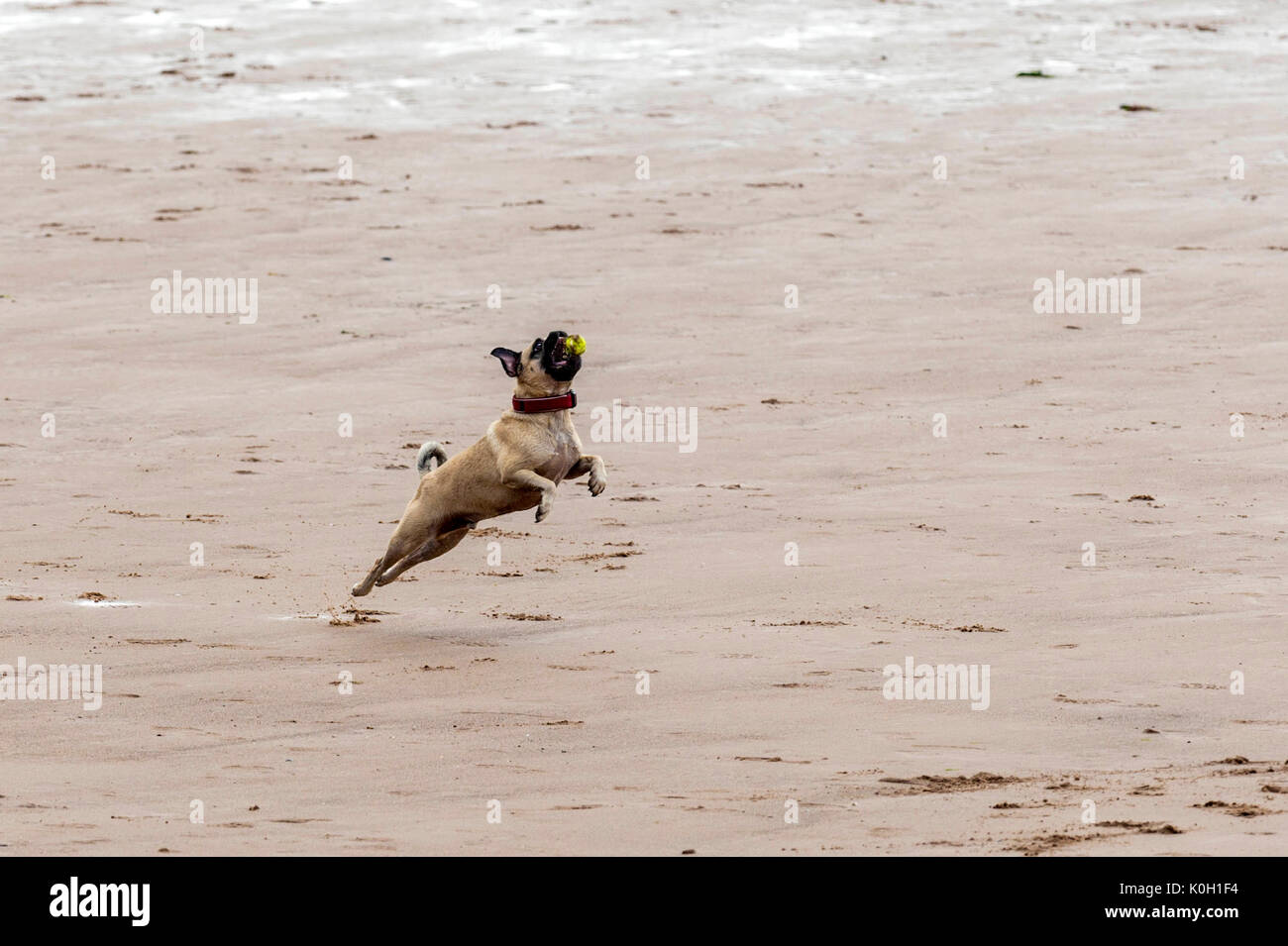 Qui sommes les chiens ! Les chiens sur la plage de l'exercice, jouer, courir, sauter et gambader sur belle journée d'été sur l'une des plus belles plages du Devon. Banque D'Images