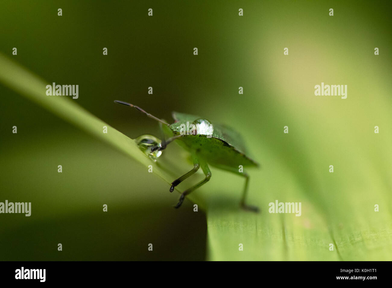 Close up d'un bug de l'écran d'aubépine. Banque D'Images