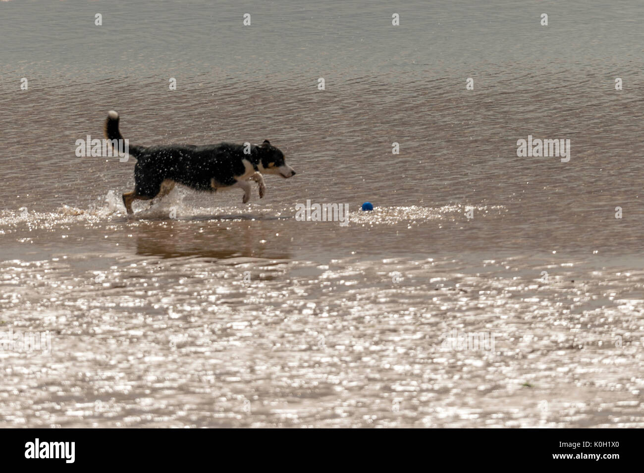 Qui sommes les chiens ! Les chiens sur la plage de l'exercice, jouer, courir, sauter et gambader sur belle journée d'été sur l'une des plus belles plages du Devon. Banque D'Images