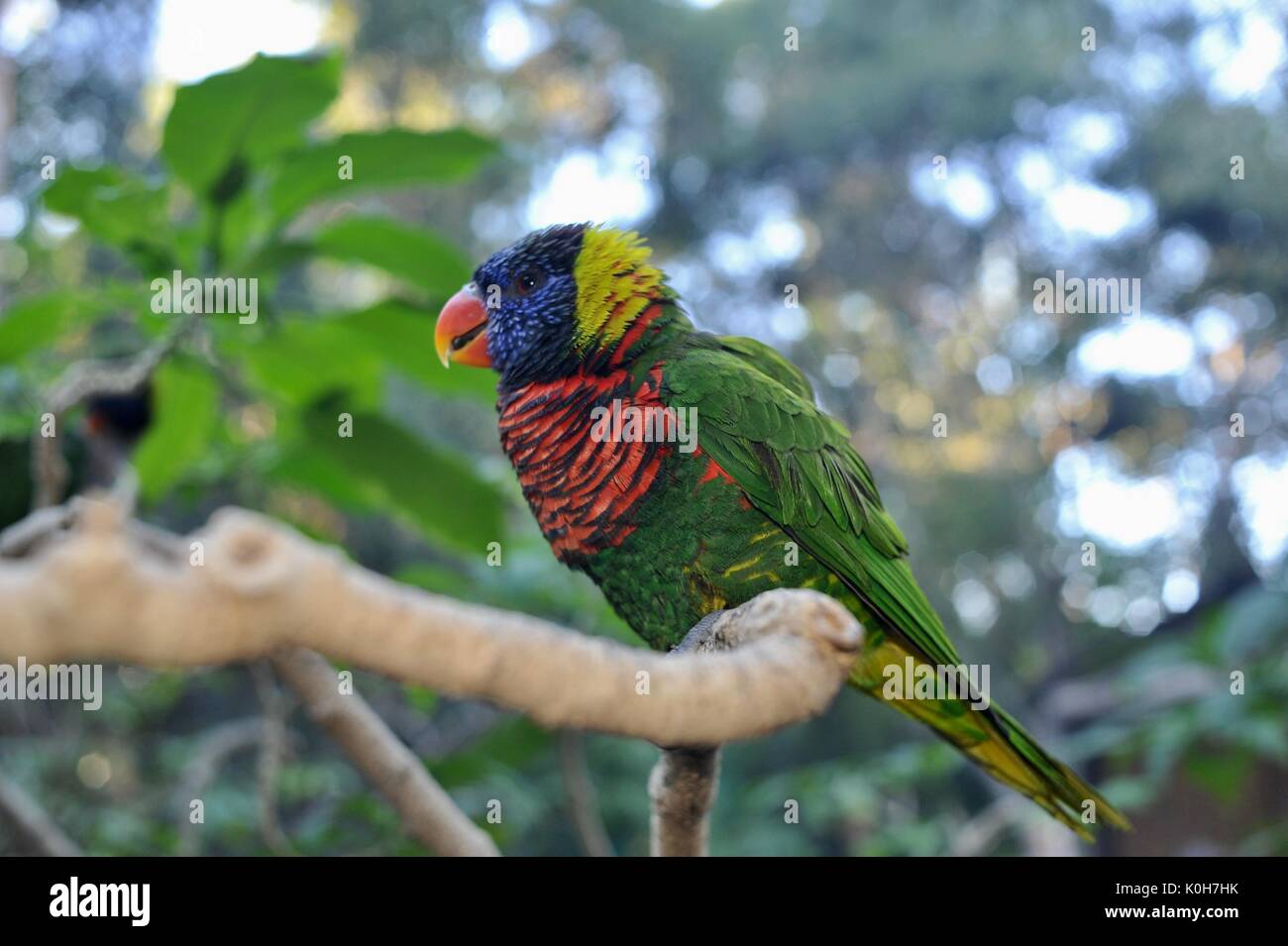 Oiseaux tropicaux colorés sur la branche à San Diego Safari Park à San Diego, Californie, USA Banque D'Images