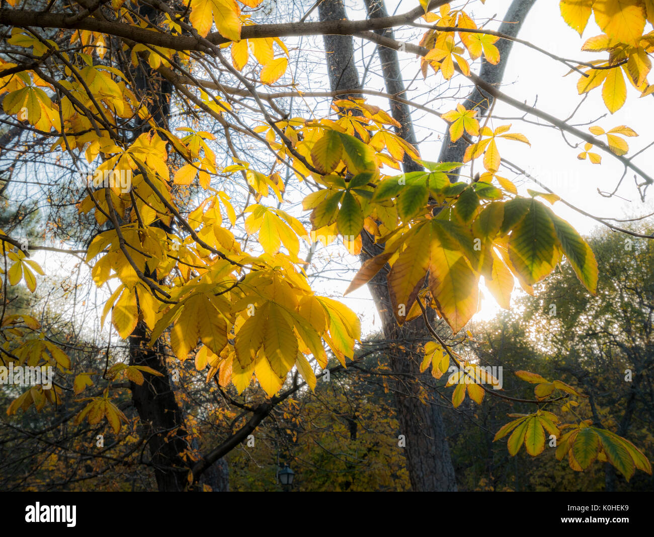 Hojas de castaño de indias al atardecer. Jardines del Buen Retiro. La capitale de Madrid. España Banque D'Images