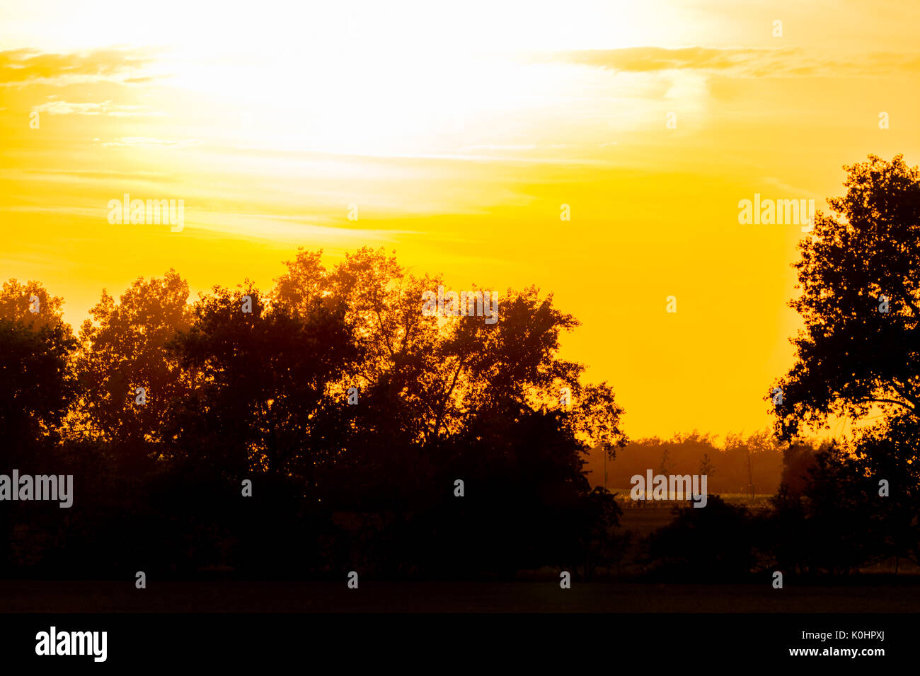 Coucher du soleil jaune au-dessus d'un pays et d'arbres. Silhouette d'arbres sur l'horizon, Belle scène animée. Banque D'Images