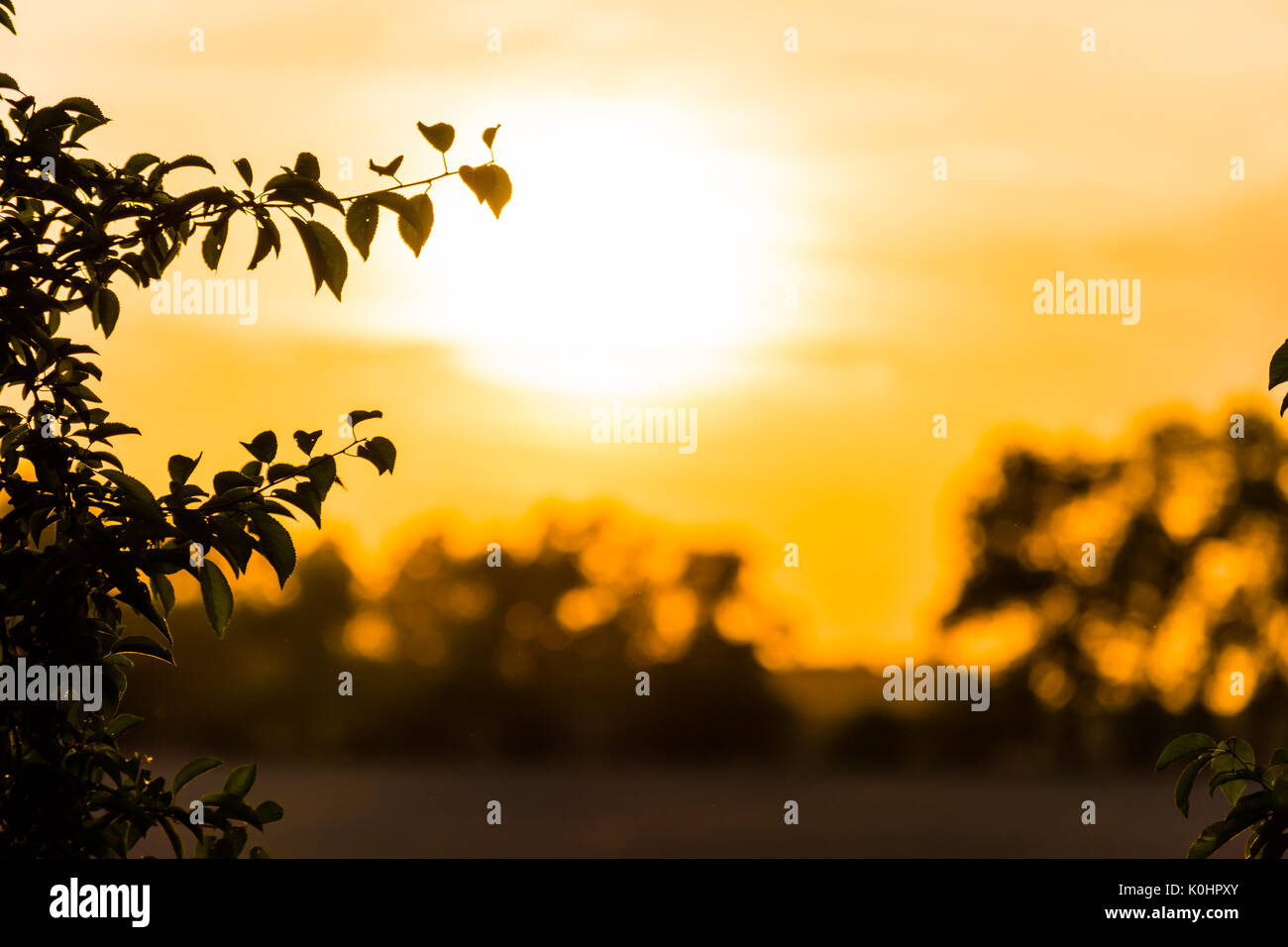 Coucher du soleil jaune au-dessus d'un pays et d'arbres. Silhouette d'arbres sur l'horizon, Belle scène animée. Banque D'Images
