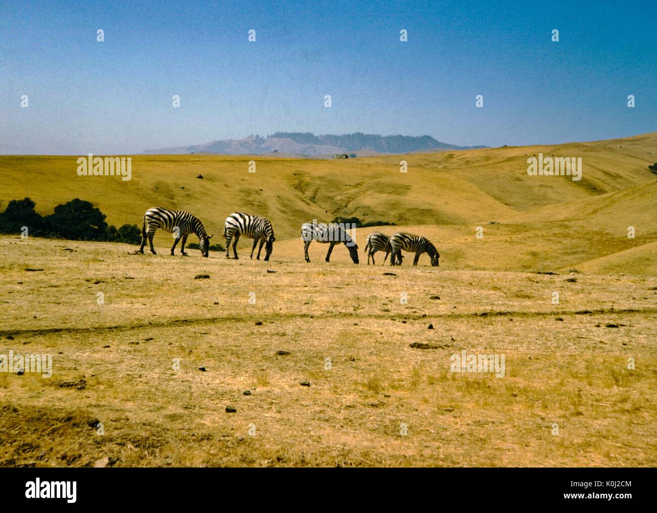 Un groupe de cinq zèbres broutent sur faible, de l'herbe sèche dans une prairie, 1960. Banque D'Images