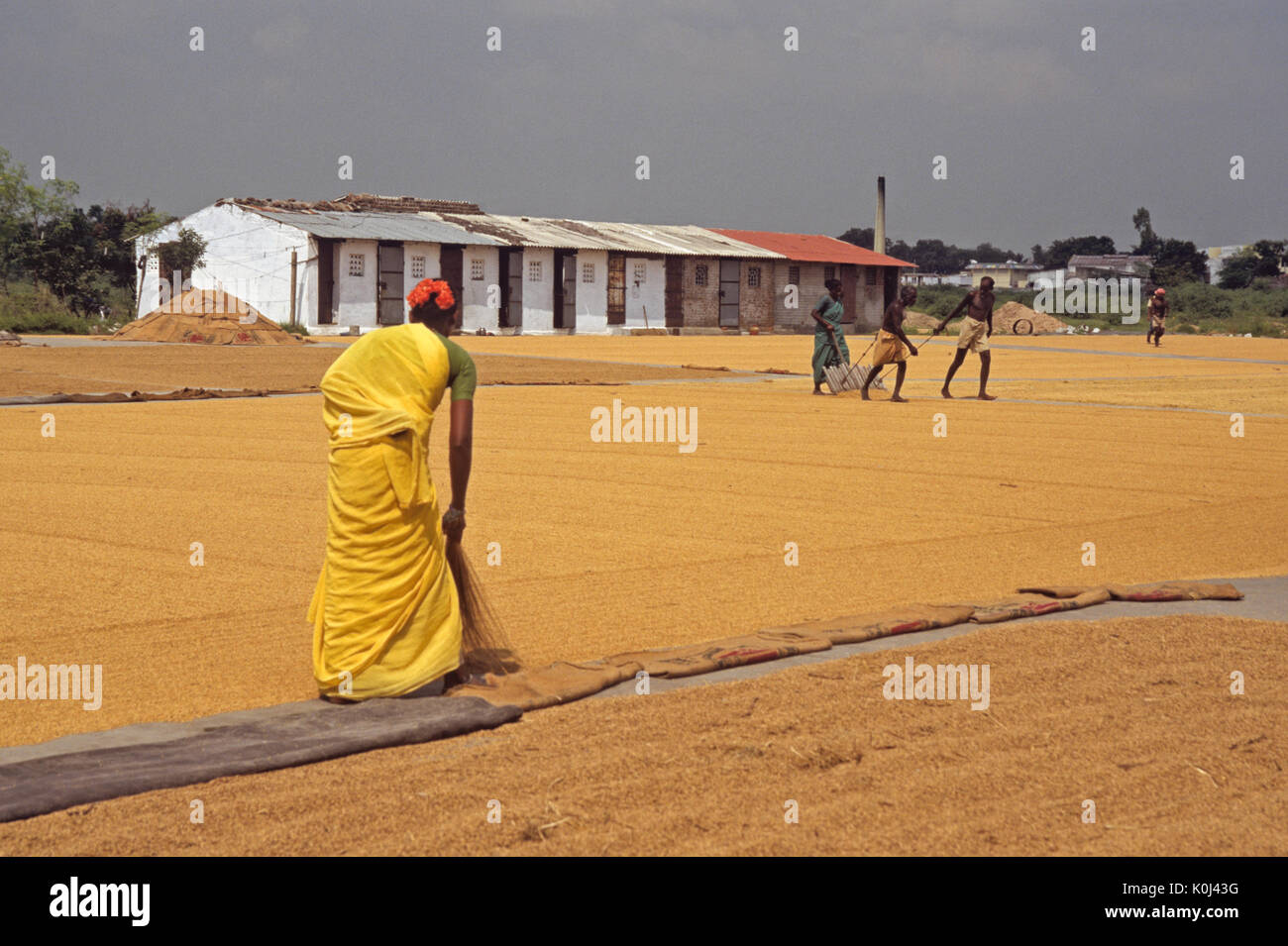 Le séchage du riz au soleil au centre de collecte, Tamil Nadu, Inde Banque D'Images