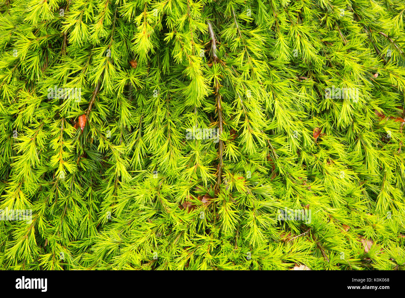 Bleu pleureur cèdre de l'Atlas (Cedrus atlantica), Oregon Garden, Silverton, Oregon Banque D'Images