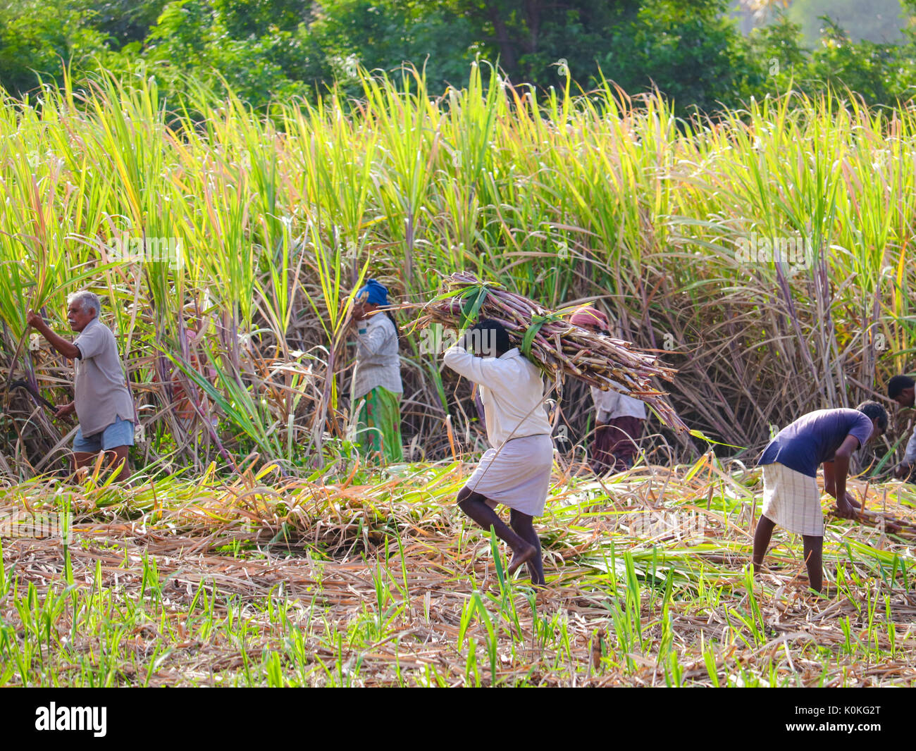 Les agriculteurs indiens travaillant dans le champ de canne à sucre tôt le matin près de Mumbay, Inde, le 17 août, 2016 Banque D'Images