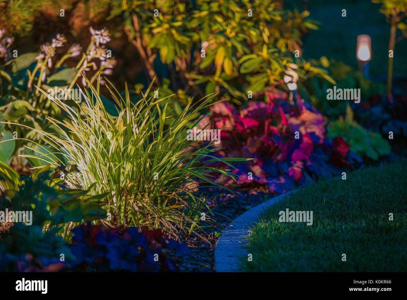 Eclairage nuit le jardin. Plantes de jardin lumineux. Banque D'Images