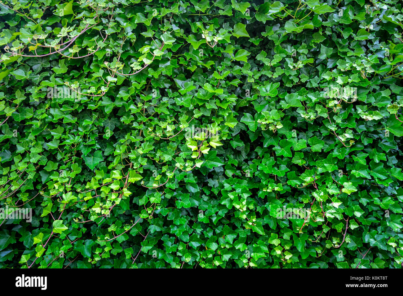 Mur naturel de feuilles de lierre vert que la texture de fond. Banque D'Images