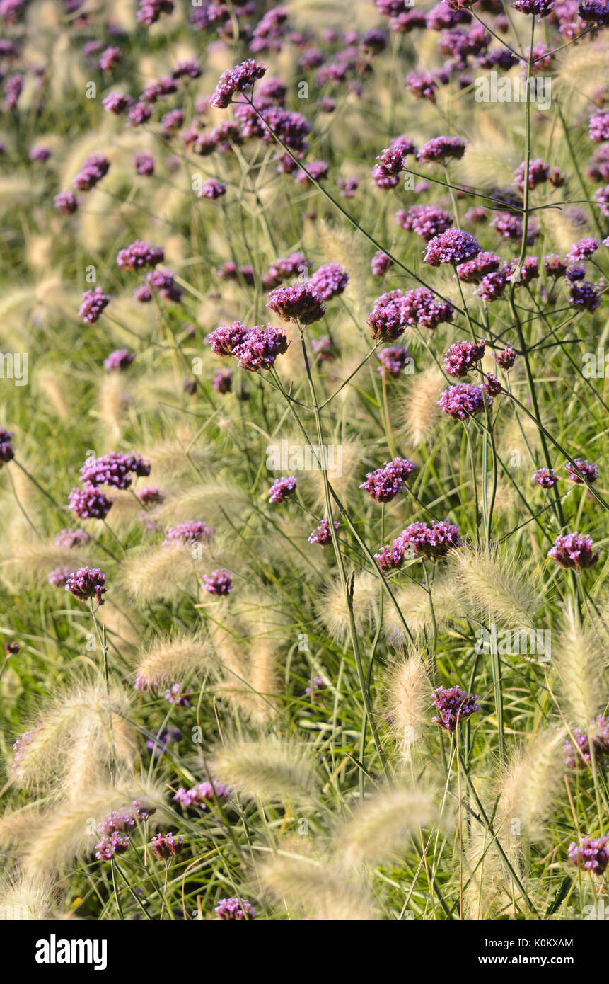 Purpletop verveine (Verbena bonariensis) et actaeon (herbe Pennisetum villosum) Banque D'Images