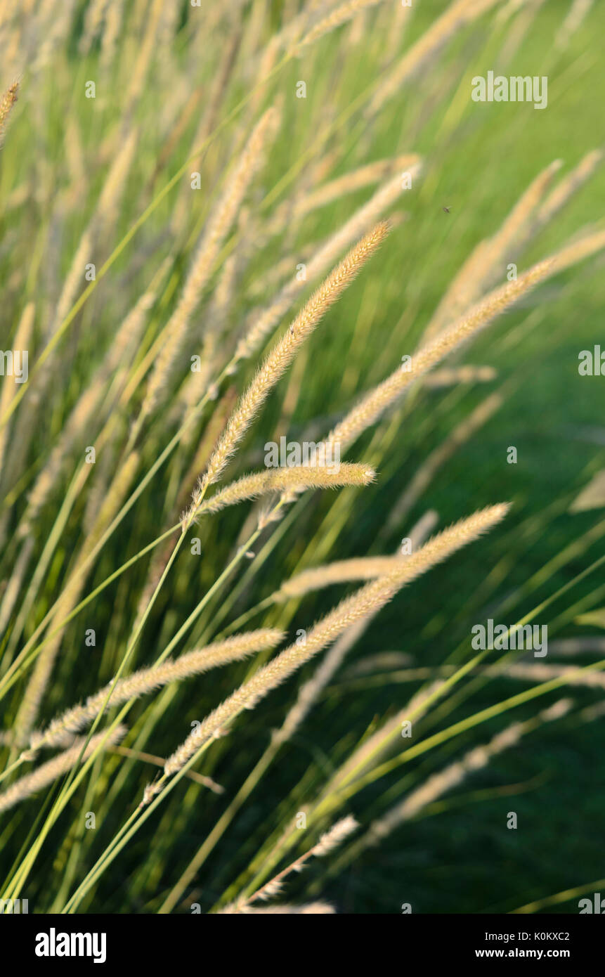 Plume d'Afrique de l'herbe (Pennisetum macrourum lancer 'white') Banque D'Images