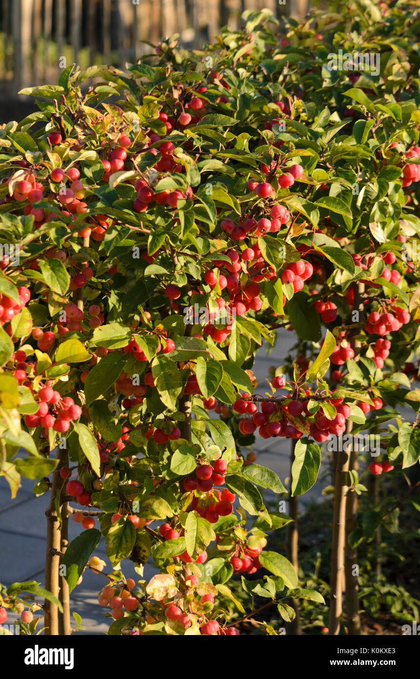 Pommier (Malus x 'Robusta' Sentinelle rouge) Banque D'Images