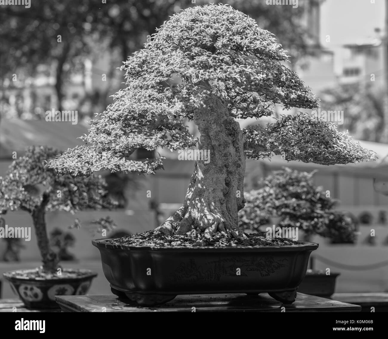 Bonsai verte dans un pot en forme de la tige est en forme de l'art artisans créer de belles dans la nature Banque D'Images