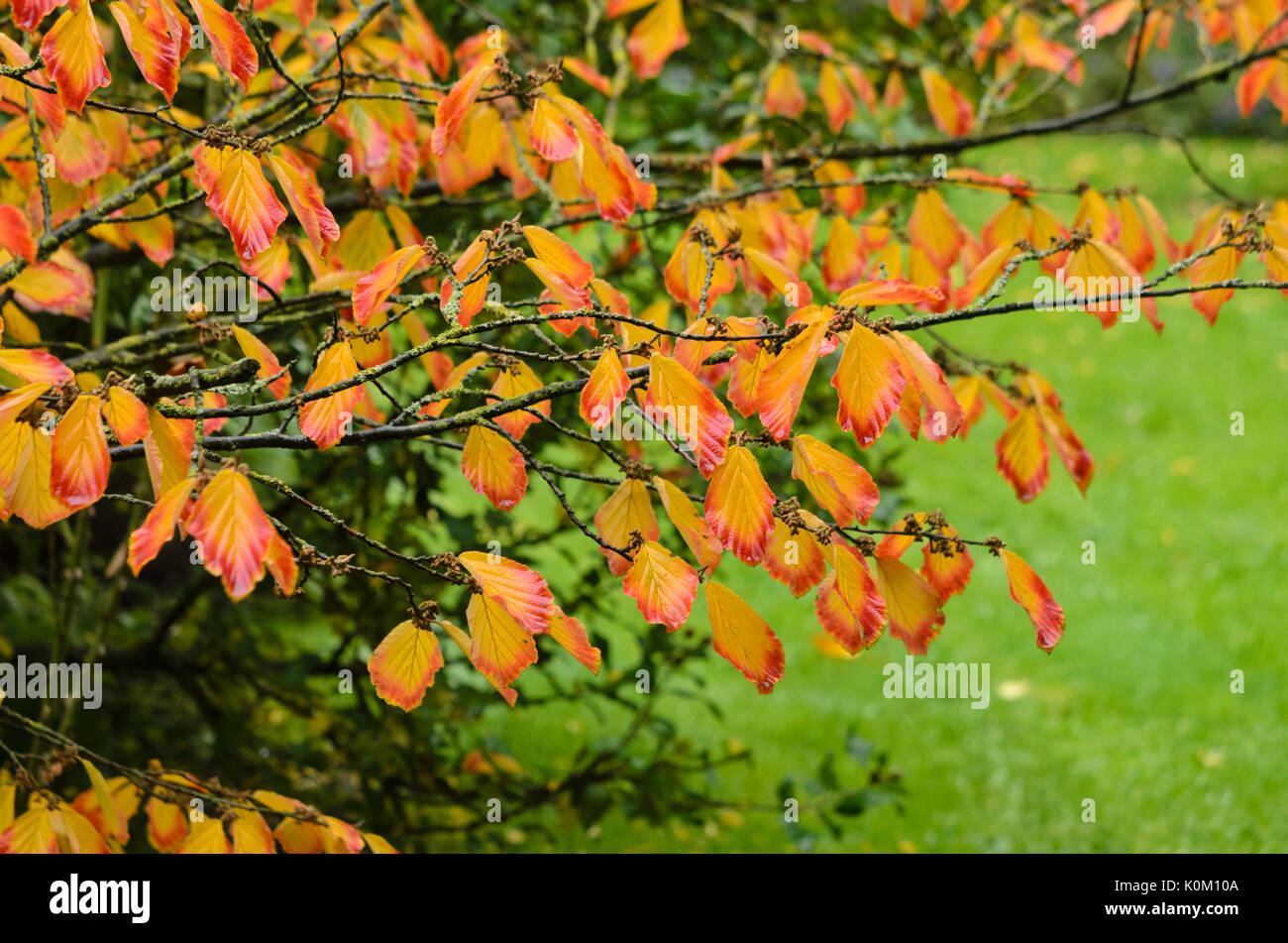 Le chinois l'hamamélis (hamamelis mollis) Banque D'Images