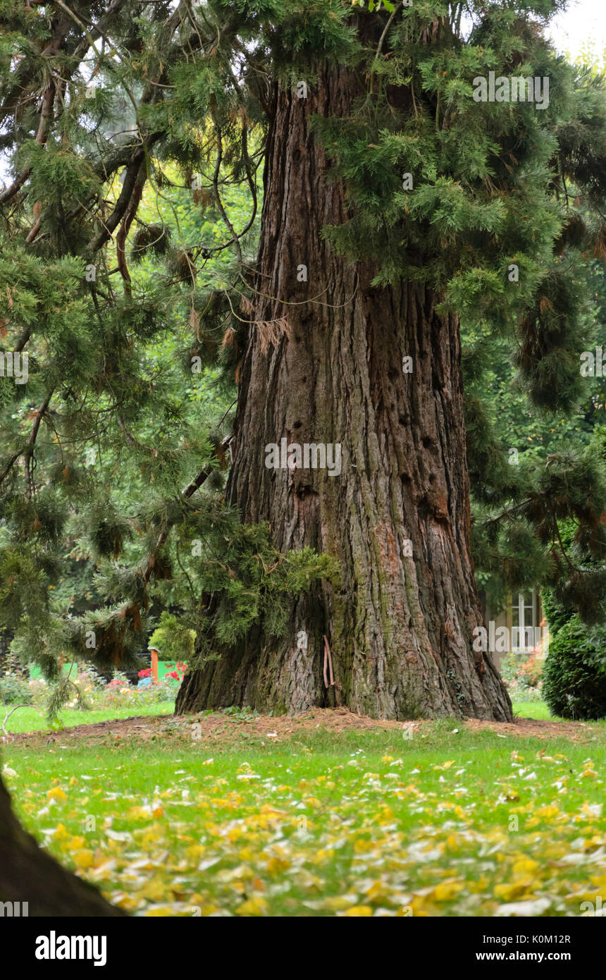 Le séquoia géant (Sequoiadendron giganteum) Banque D'Images