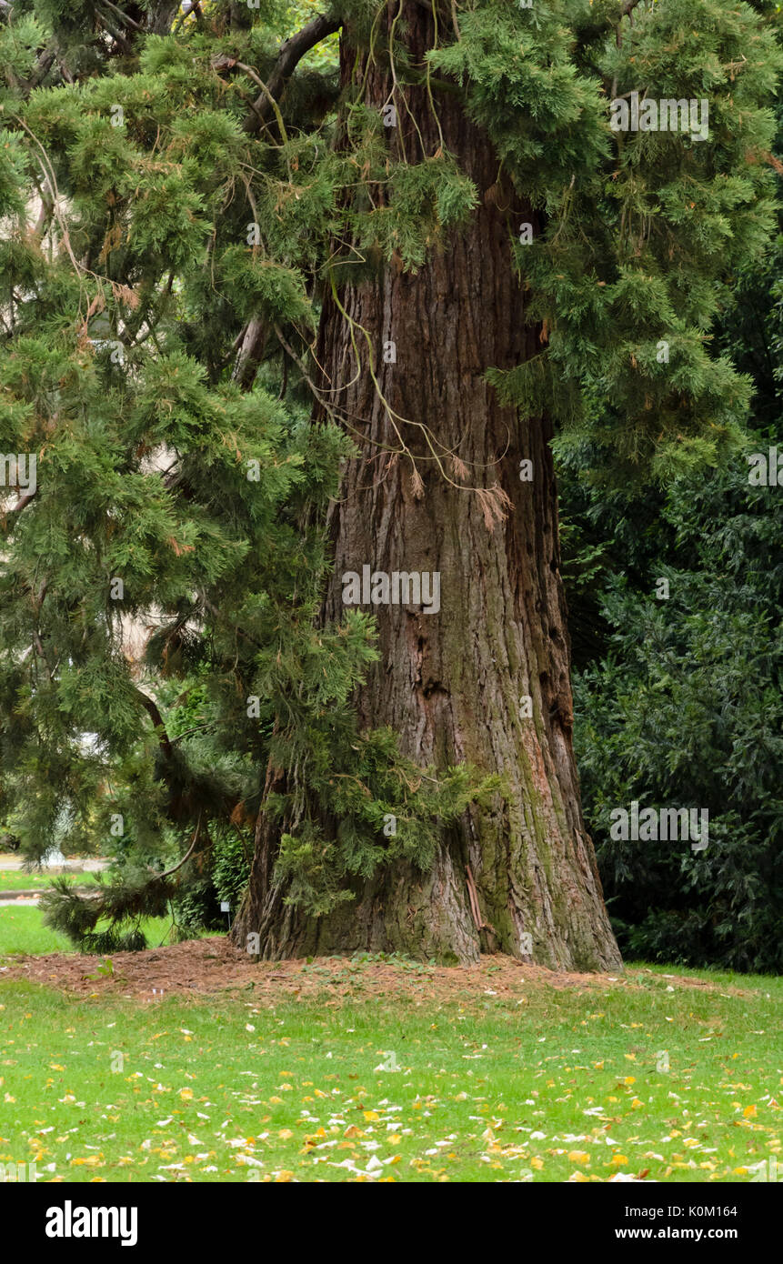 Le séquoia géant (Sequoiadendron giganteum) Banque D'Images