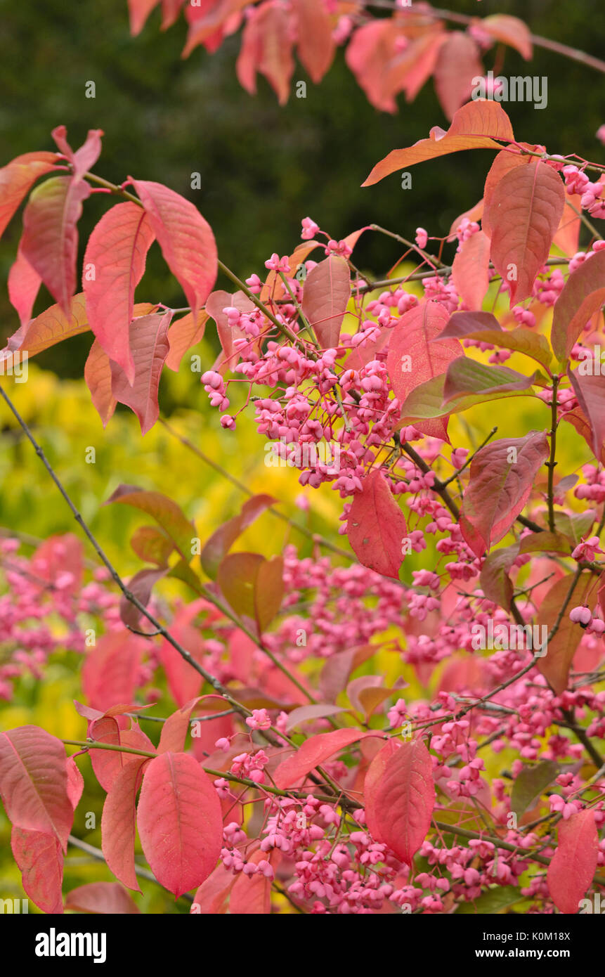 L'arbre de fusée (euonymus hamiltonianus) Banque D'Images