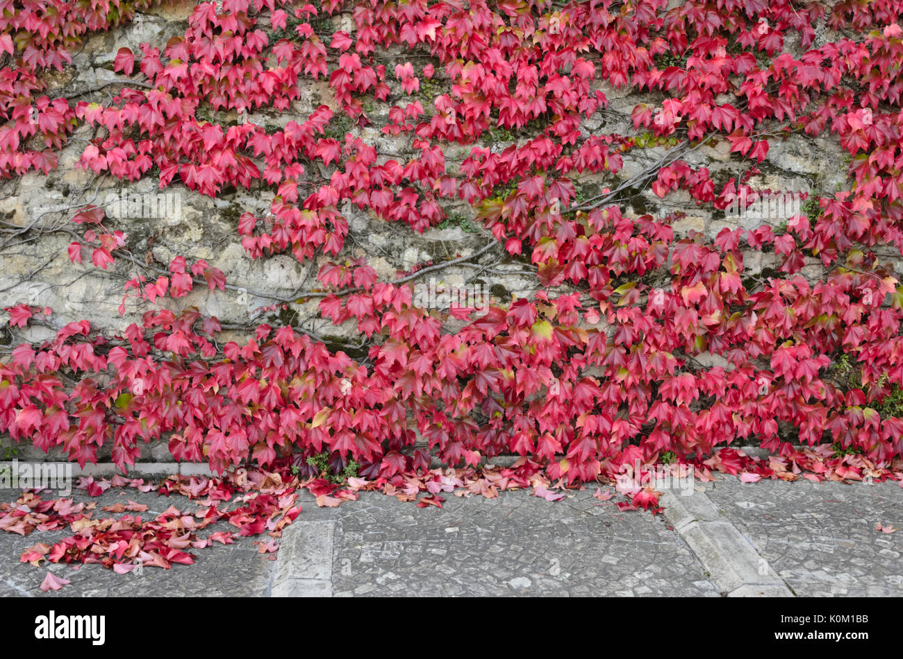 Réducteur du Parthenocissus tricuspidata (japonais) Banque D'Images