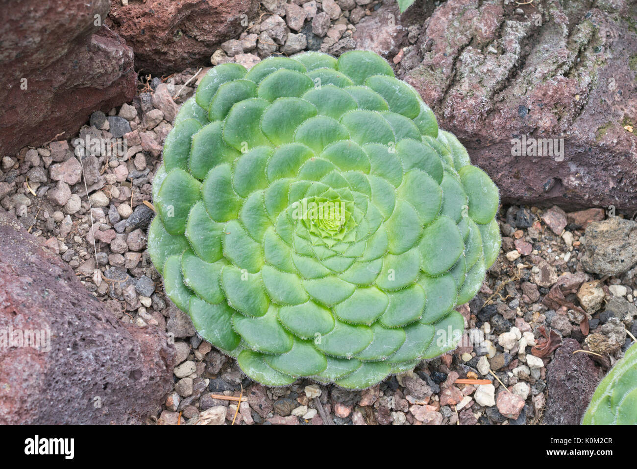 Aeonium aeonium tabuliforme () Banque D'Images