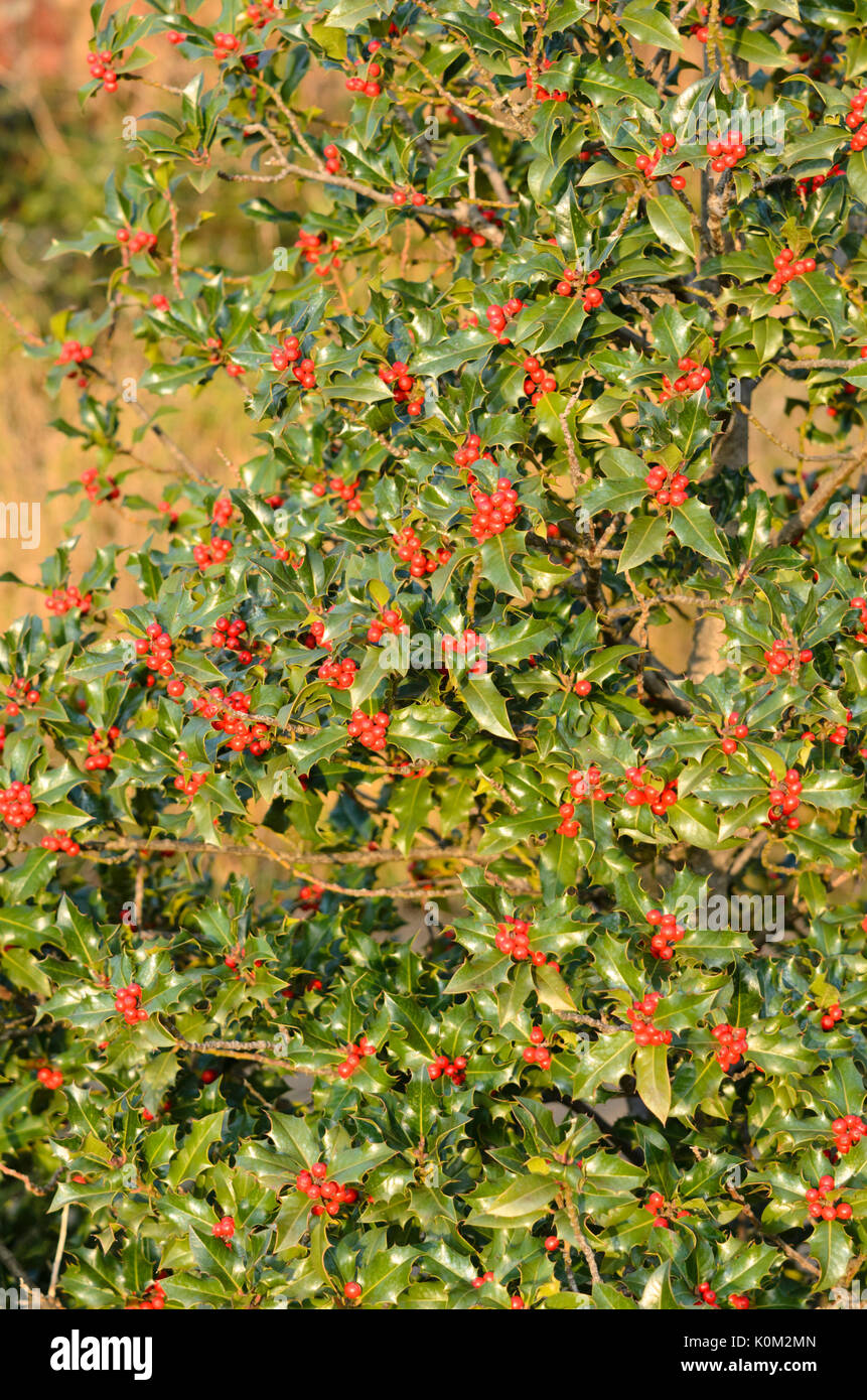 Le houx commun (Ilex aquifolium) Banque D'Images