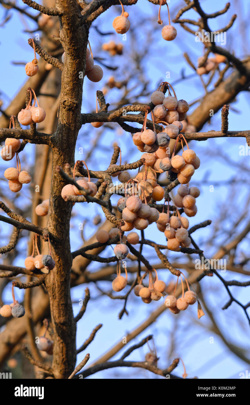 Le ginkgo (ginkgo biloba) Banque D'Images