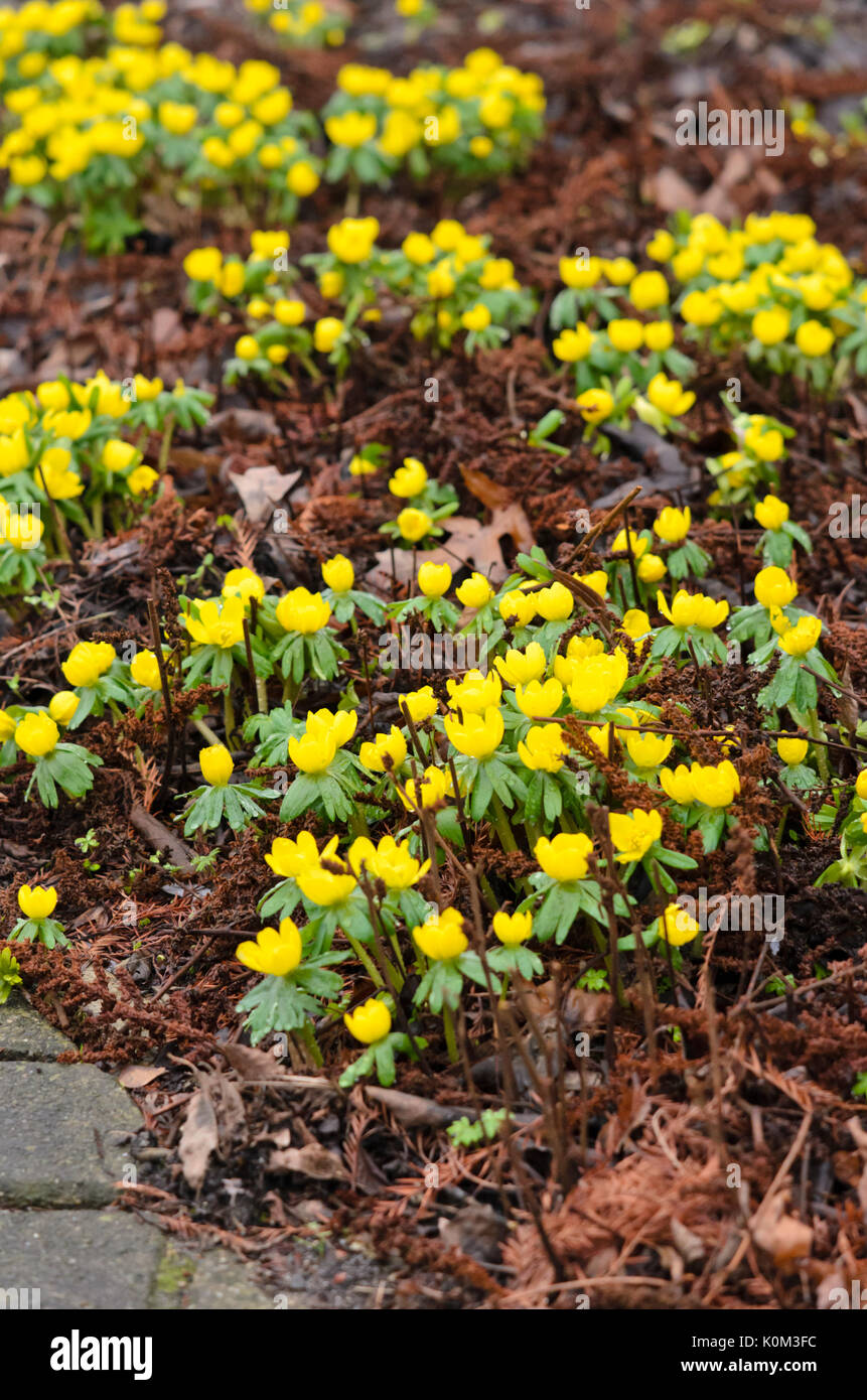 Aconit d'hiver (Eranthis hyemalis) Banque D'Images