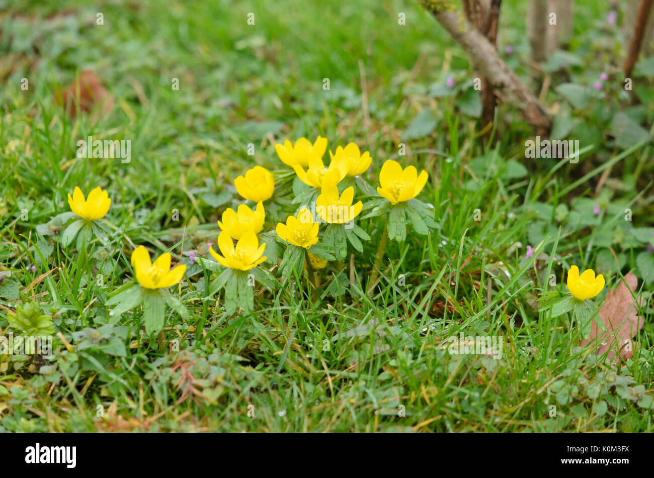 Aconit d'hiver (Eranthis hyemalis) Banque D'Images