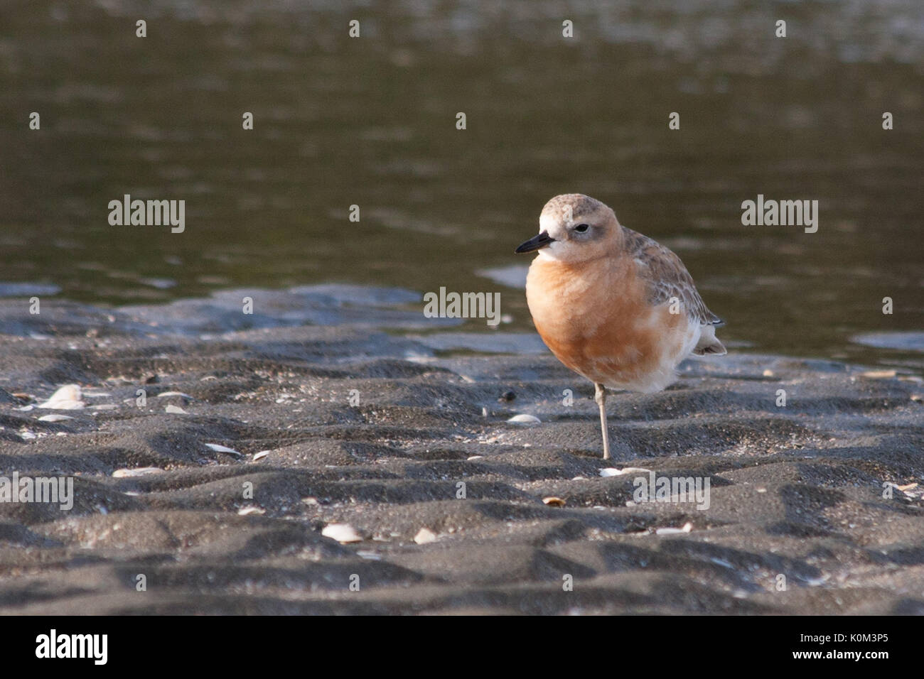 « Récent de Nouvelle-Zélande (Turdus obscurus) en plumage nuptial Banque D'Images