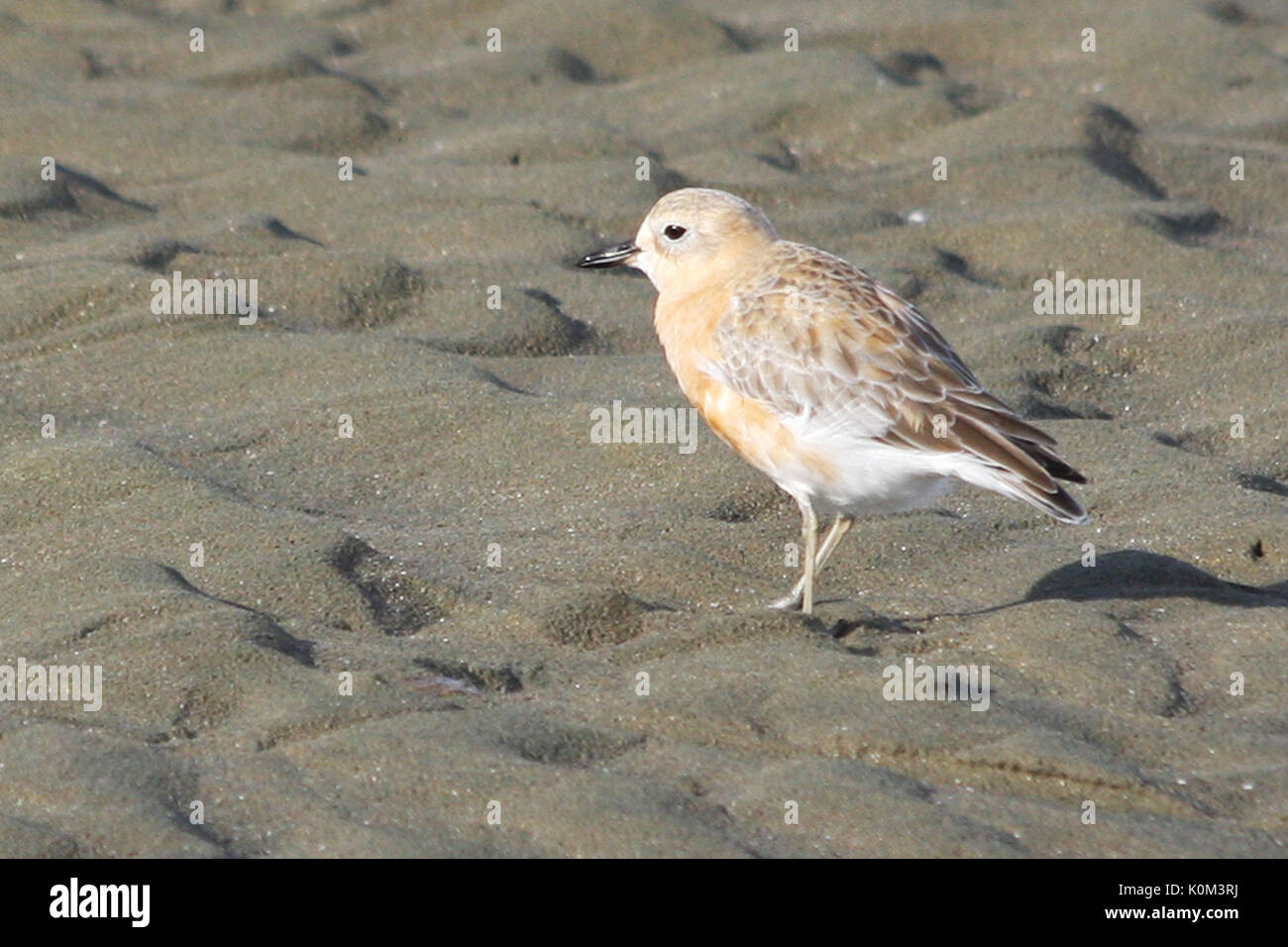 « Récent de Nouvelle-Zélande (Turdus obscurus) en plumage nuptial Banque D'Images