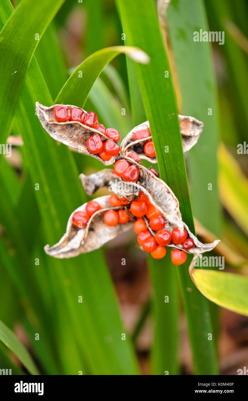 L'iris fétide (Iris foetidissima) Banque D'Images