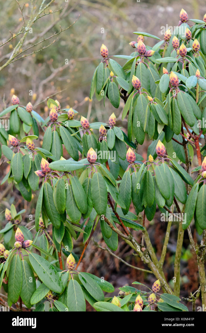 Rhododendron (rhododendron catawbiense catawba) Banque D'Images