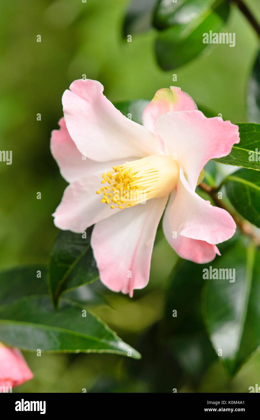 Camellia (Camellia x williamsii 'cupcake') Banque D'Images