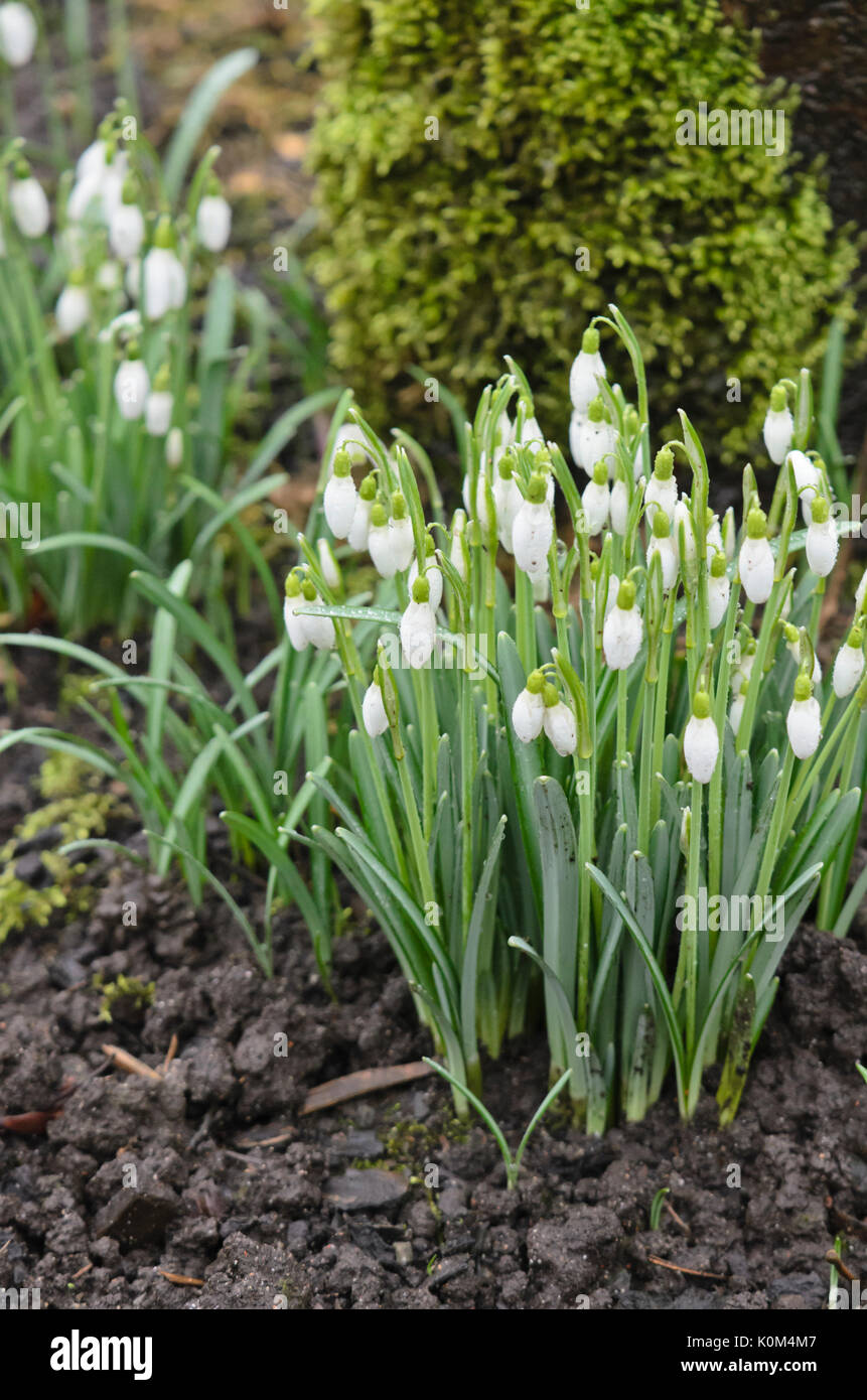 Snowdrop Galanthus nivalis (commune) Banque D'Images