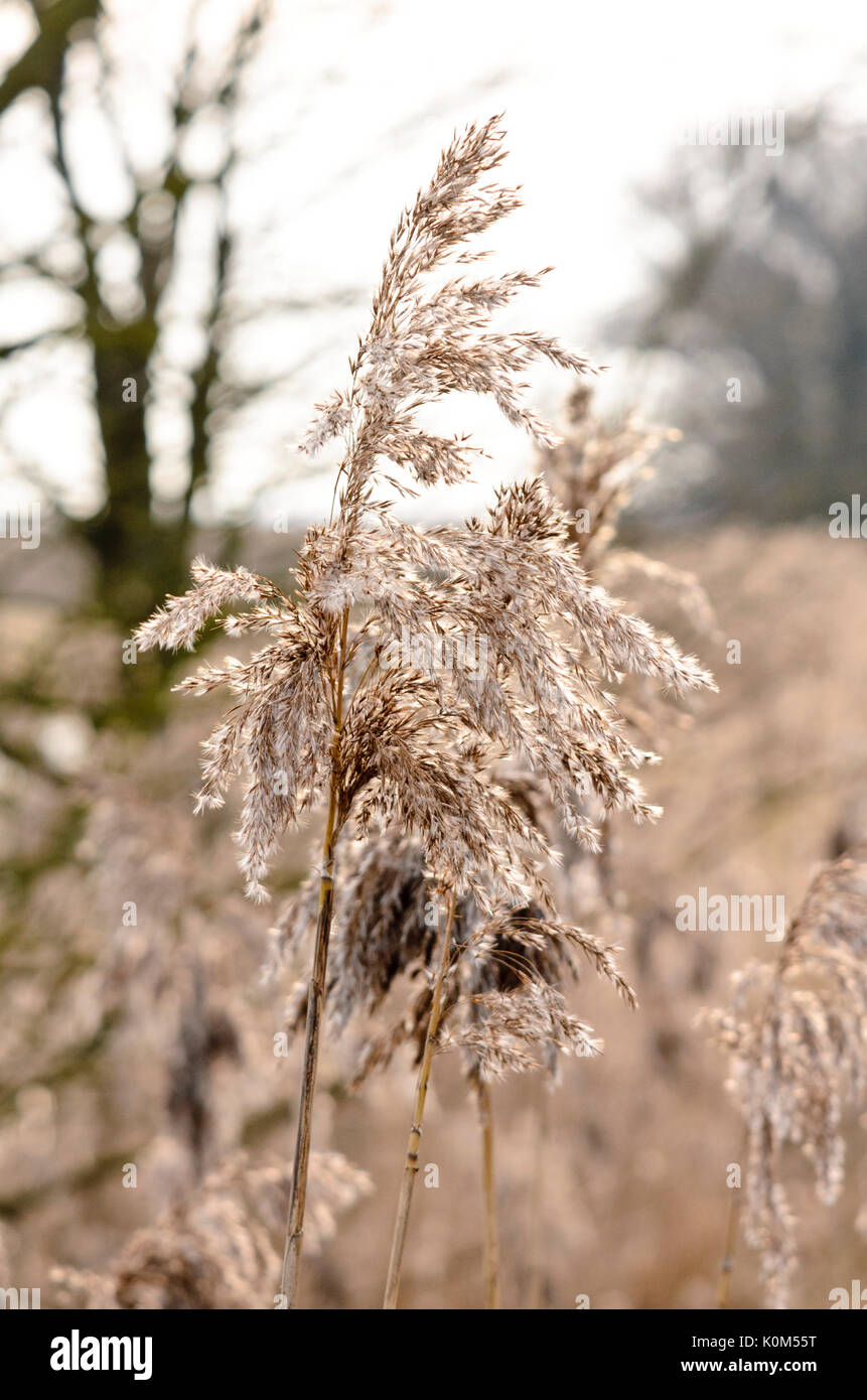 Roseau commun (phragmites australis) Banque D'Images