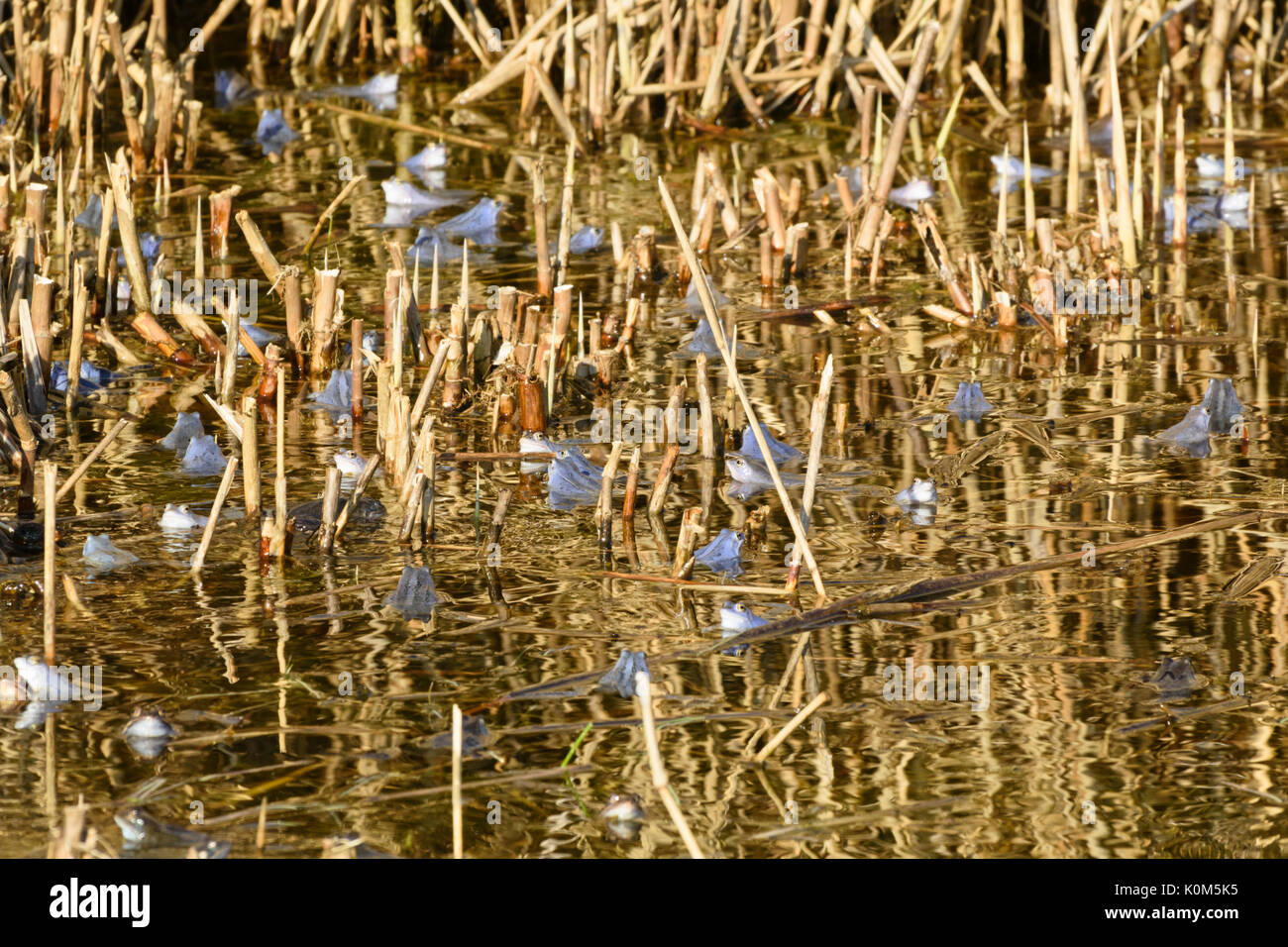 Moor frog (Rana arvalis), les hommes de couleur bleue pendant la saison de frai, Brandebourg, Allemagne Banque D'Images