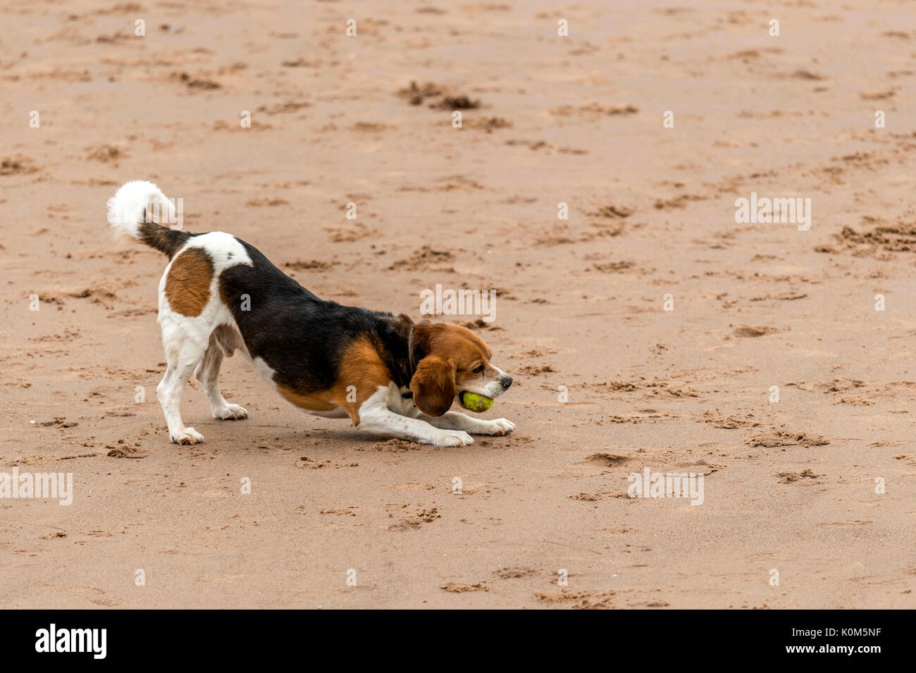 Qui sommes les chiens ! Les chiens sur la plage de l'exercice, jouer, courir, sauter et gambader sur belle journée d'été sur l'une des plus belles plages du Devon. Banque D'Images