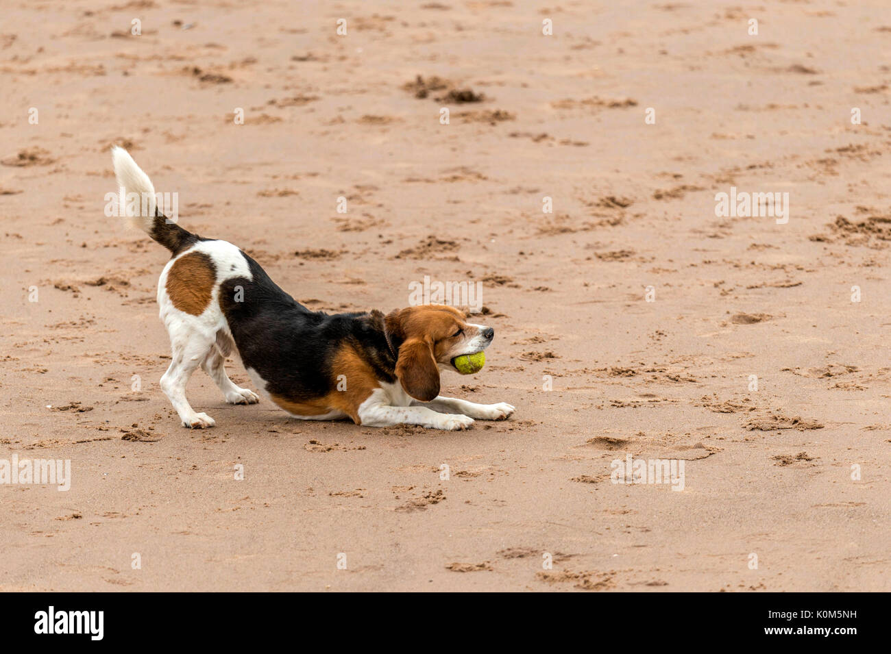 Qui sommes les chiens ! Les chiens sur la plage de l'exercice, jouer, courir, sauter et gambader sur belle journée d'été sur l'une des plus belles plages du Devon. Banque D'Images