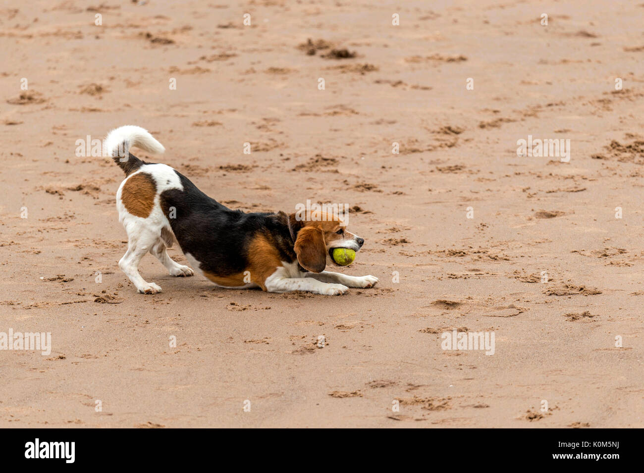 Qui sommes les chiens ! Les chiens sur la plage de l'exercice, jouer, courir, sauter et gambader sur belle journée d'été sur l'une des plus belles plages du Devon. Banque D'Images