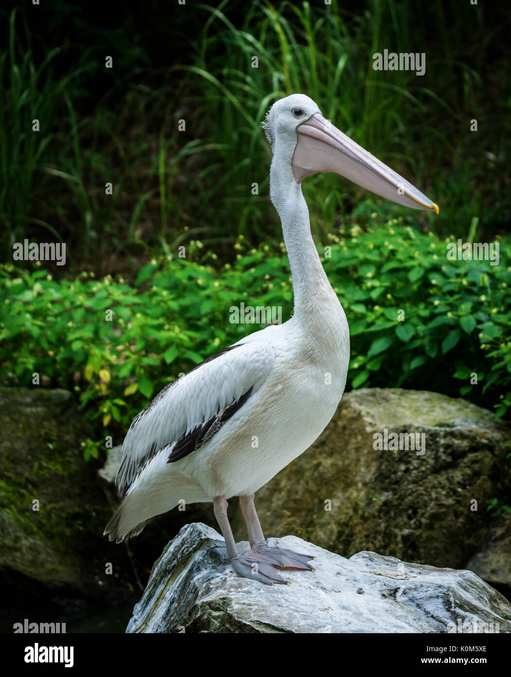 Australian pelican assis près de river (Pelecanus conspicillatus) Banque D'Images