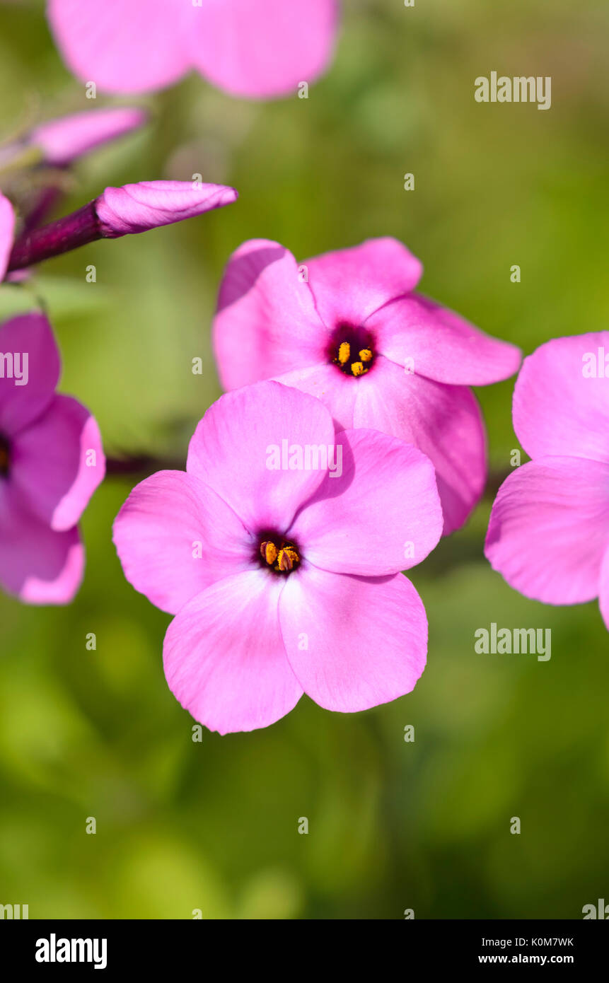 Creeping phlox (phlox stolonifera) Banque D'Images