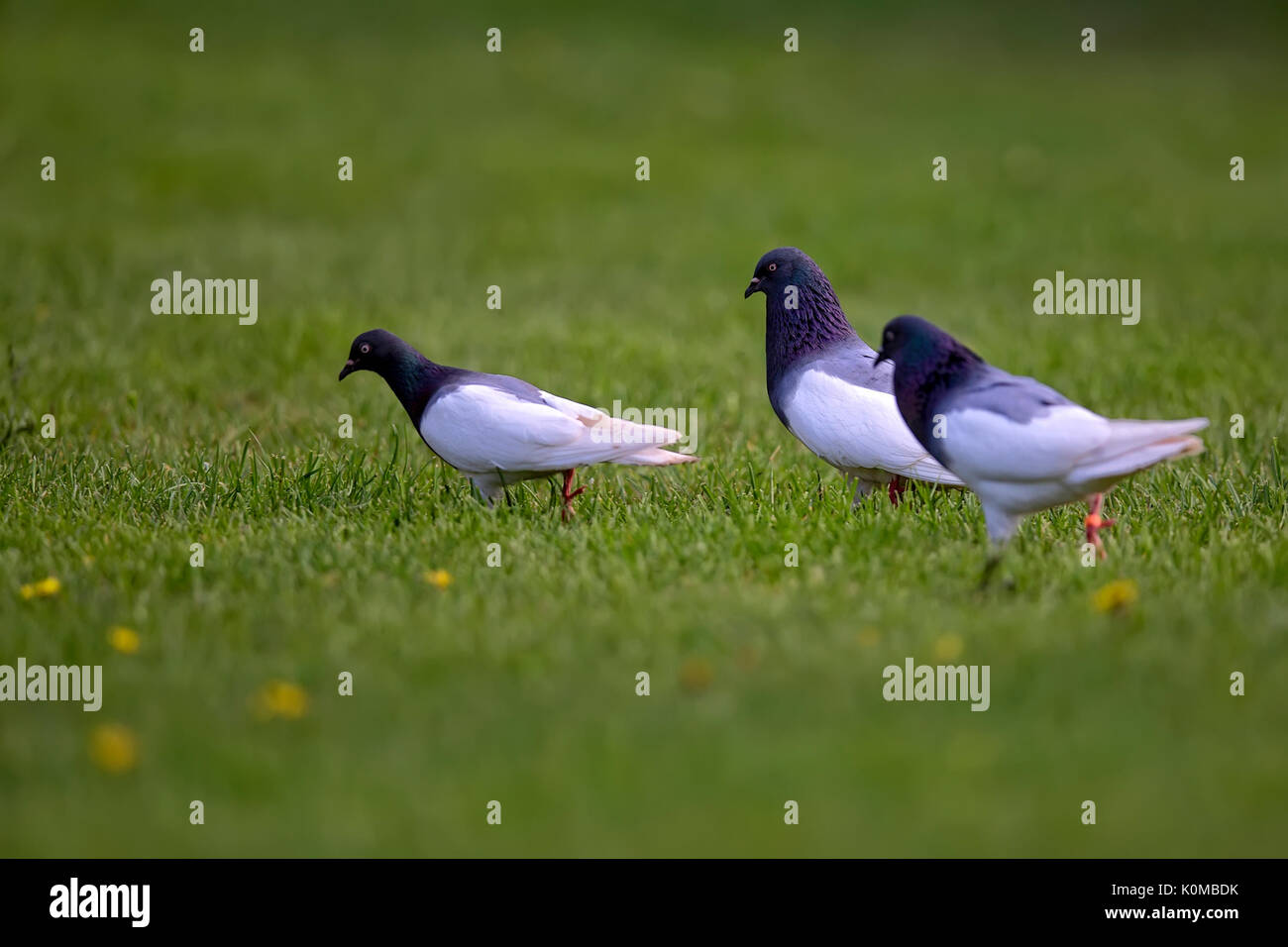 Les pigeons dans une clairière dans la nature Banque D'Images