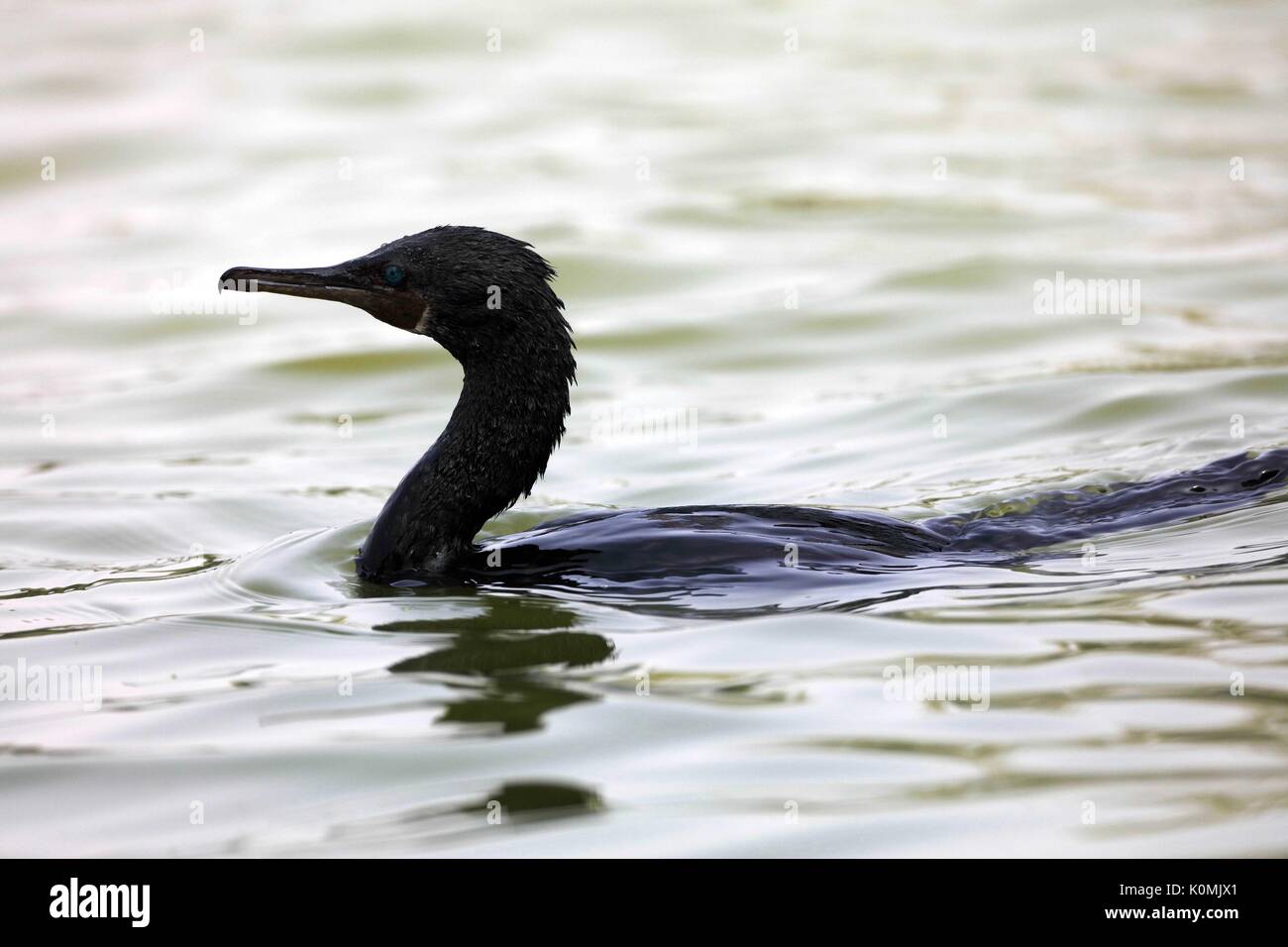 Peu d'aigrettes de thol lake, Gujarat, Inde, Asie Banque D'Images