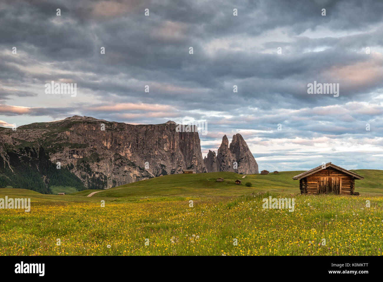 Alpe di Siusi / Seiser Alm, Dolomites, Tyrol du Sud, Italie. Prairie pleine de fleurs sur l'Alpe di Siusi / Seiser Alm. Dans l'arrière-plan les sommets de Scilia Banque D'Images