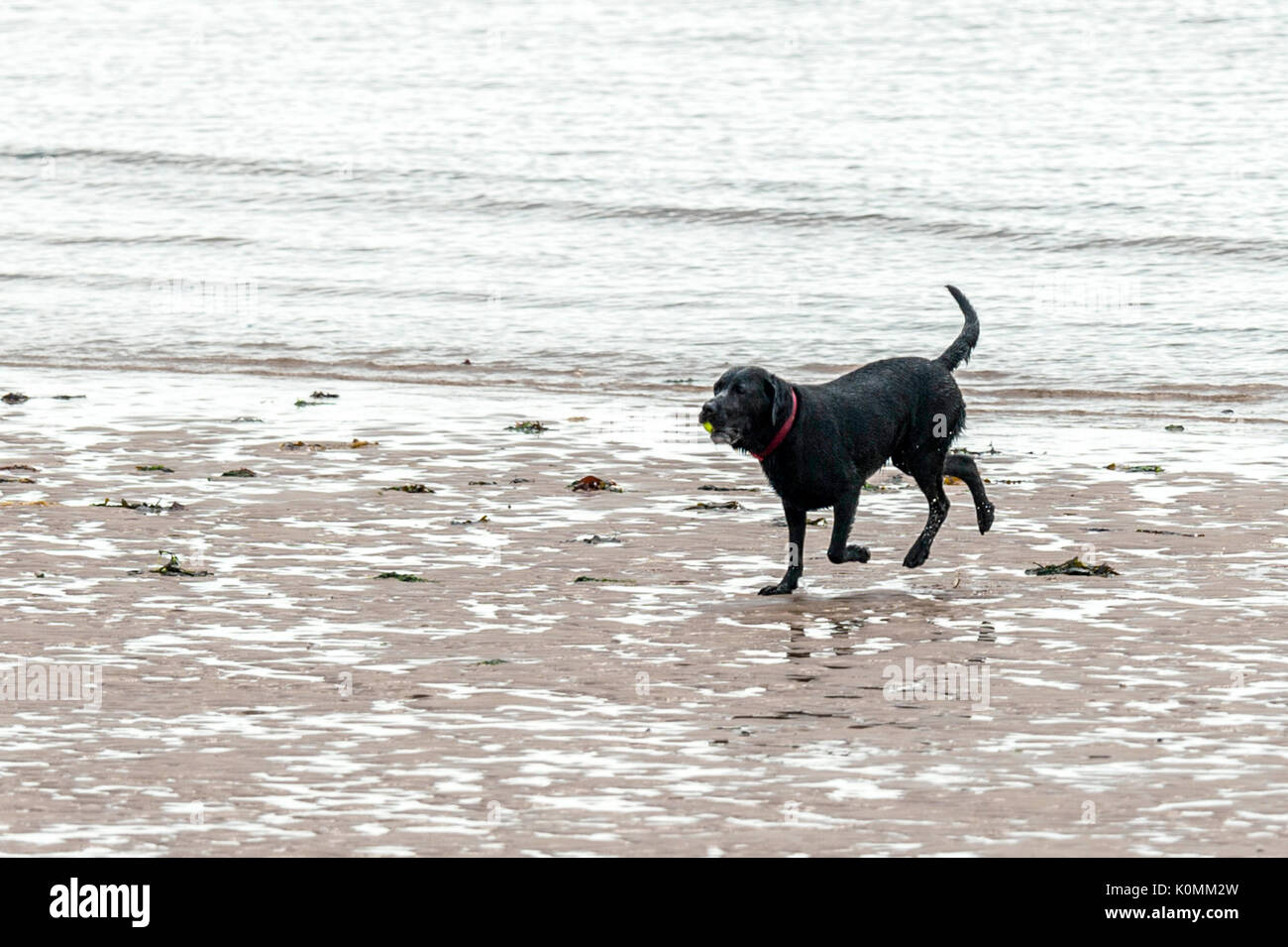 Qui sommes les chiens ! Les chiens sur la plage de l'exercice, jouer, courir, sauter et gambader sur belle journée d'été sur l'une des plus belles plages du Devon. Banque D'Images