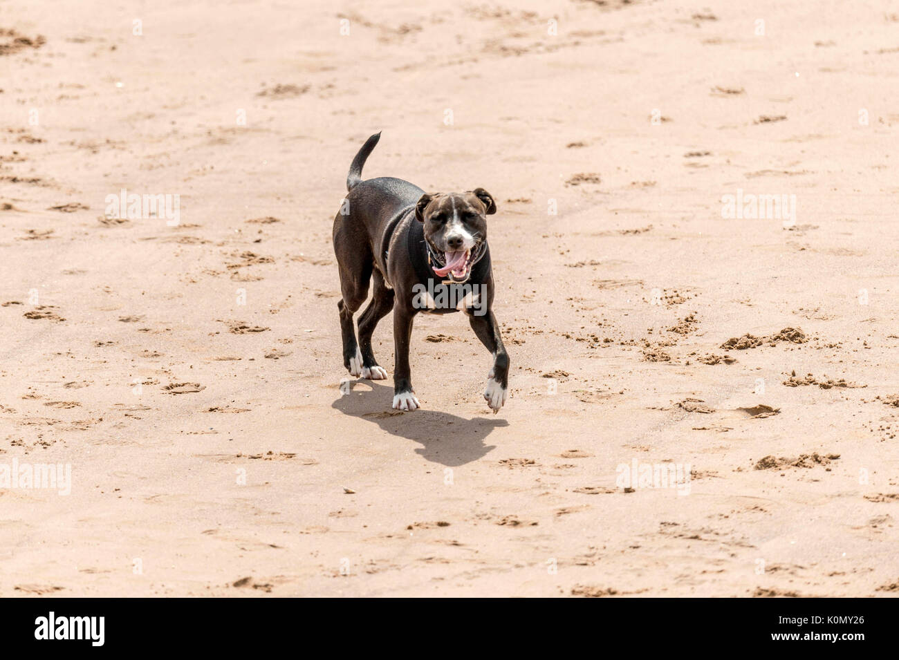 Qui sommes les chiens ! Les chiens sur la plage de l'exercice, jouer, courir, sauter et gambader sur belle journée d'été sur l'une des plus belles plages du Devon. Banque D'Images