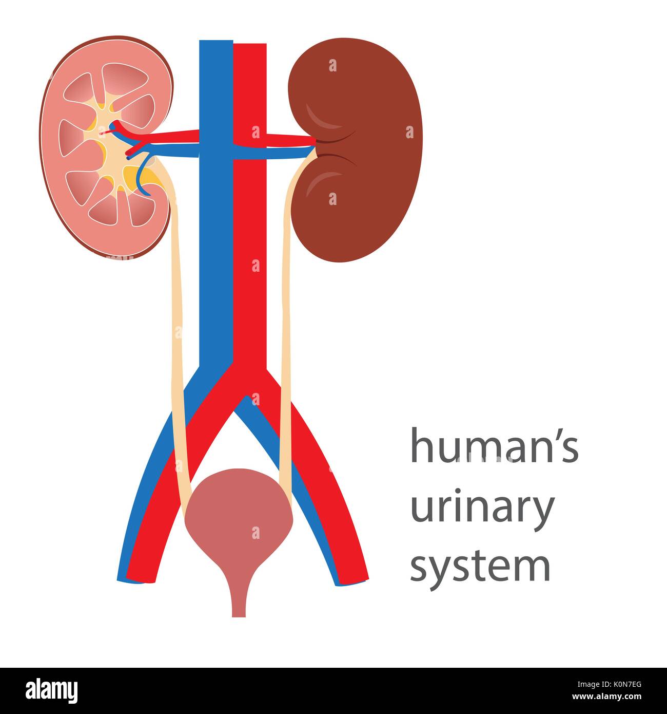 système urinaire humain avec vue schématique du vecteur de rein Illustration de Vecteur