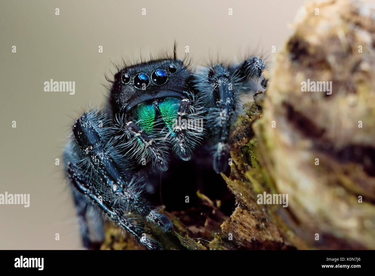 Araignée sauteuse, audacieux ou bold thomisidae (Phidippus audax ) Banque D'Images