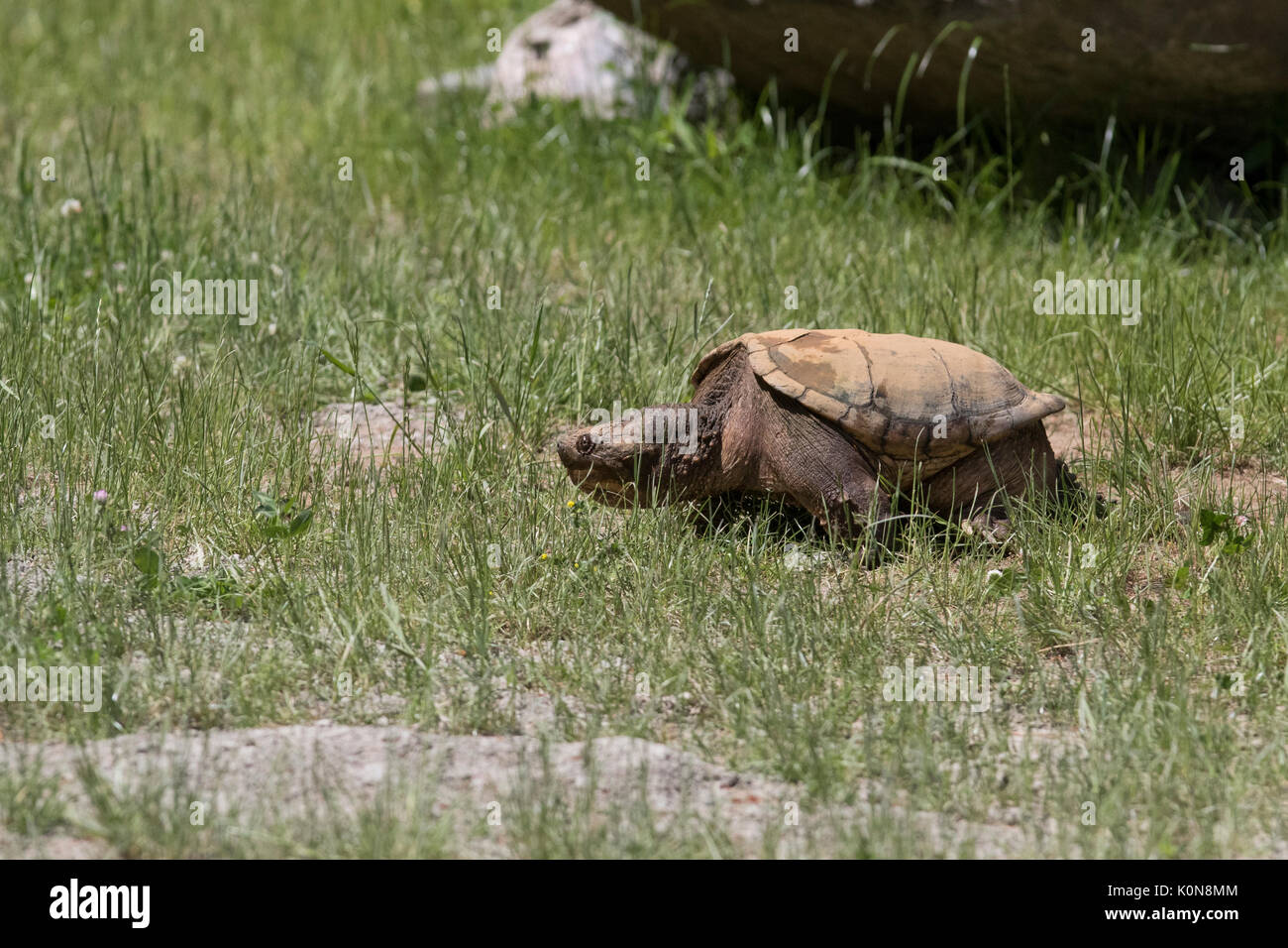 tortue serpentine Banque D'Images