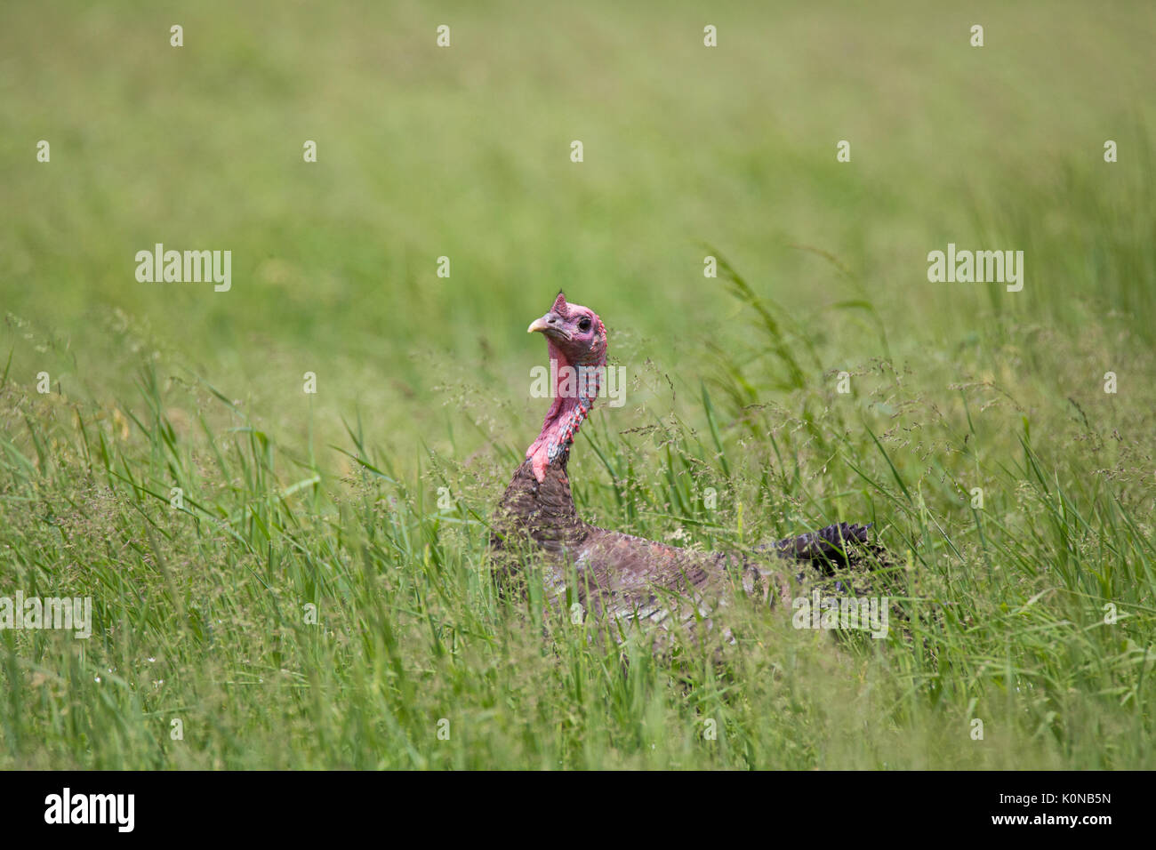 Le dindon sauvage en été Banque D'Images