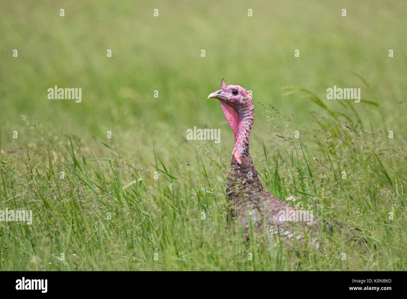 Le dindon sauvage en été Banque D'Images